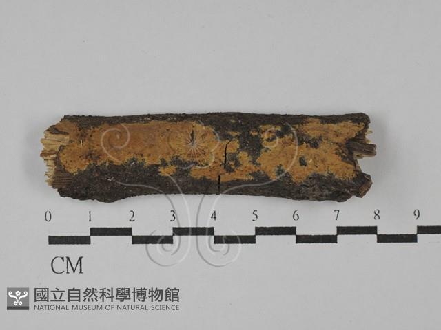 刺革菌屬藏品圖，第1張