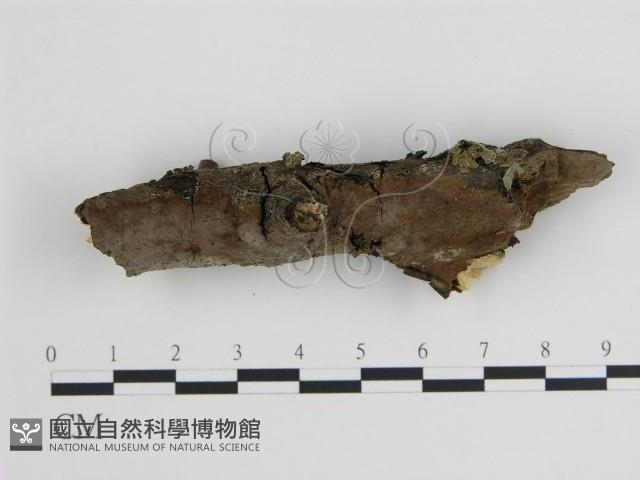 登錄號:F0008851藏品圖，第1張