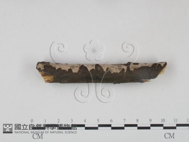 筍殼菌屬藏品圖，第1張