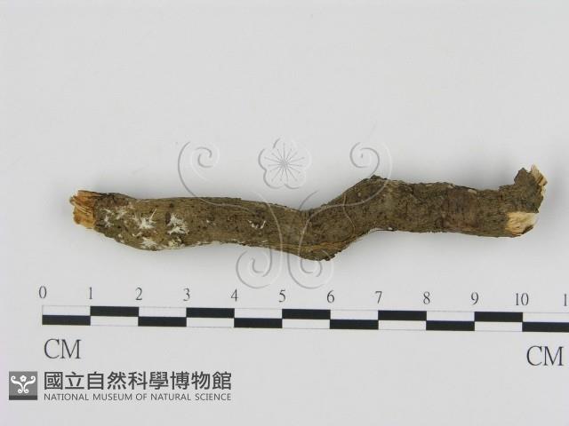 刺革菌屬藏品圖，第1張