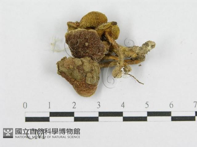 登錄號:F0010851藏品圖，第1張