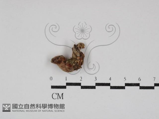 登錄號:F0030851藏品圖，第1張