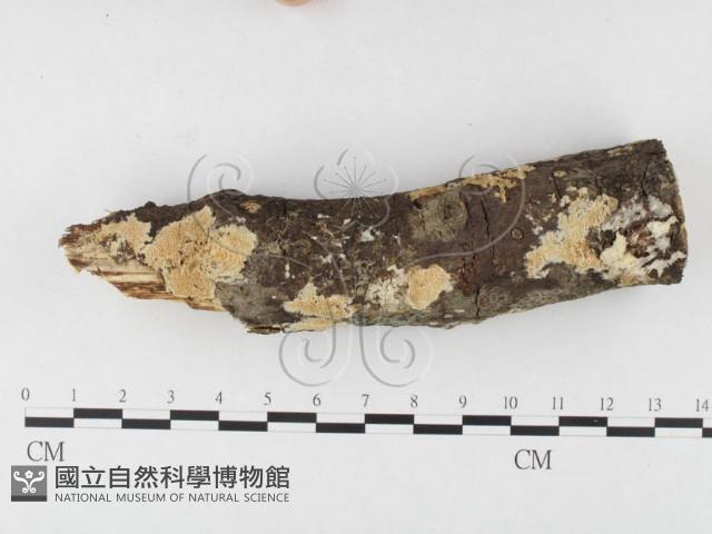 登錄號:F0026851藏品圖，第1張