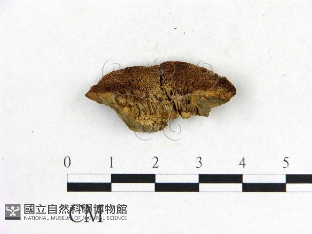 登錄號:F0006851藏品圖，第1張