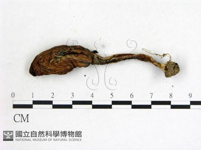 鬼傘屬藏品圖，第1張