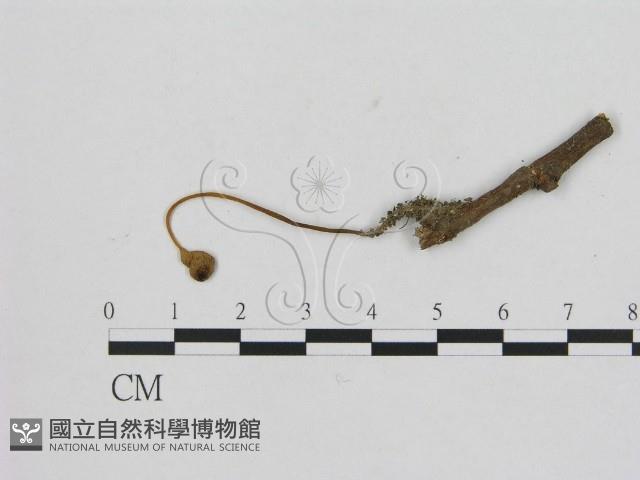 登錄號:F0001851藏品圖，第3張