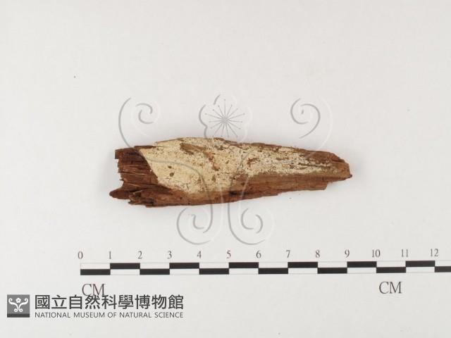 登錄號:F0024851藏品圖，第1張