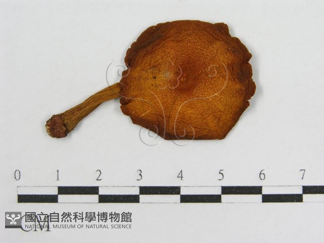 登錄號:F0004851藏品圖，第1張