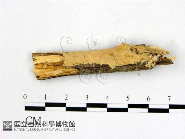 顯絲菌屬藏品圖，第1張