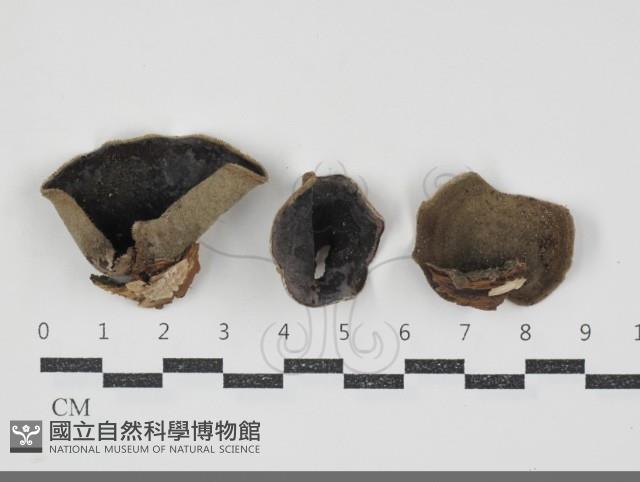 毛木耳藏品圖，第1張