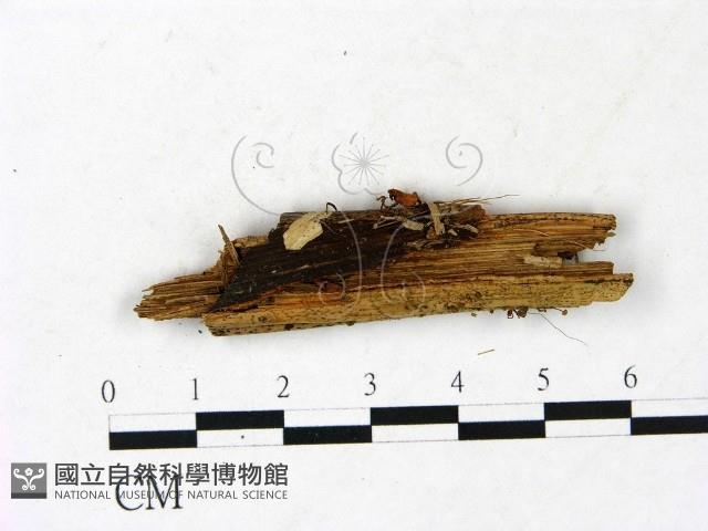 小皮傘屬藏品圖，第1張