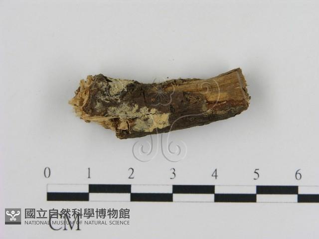 登錄號:F0002851藏品圖，第1張