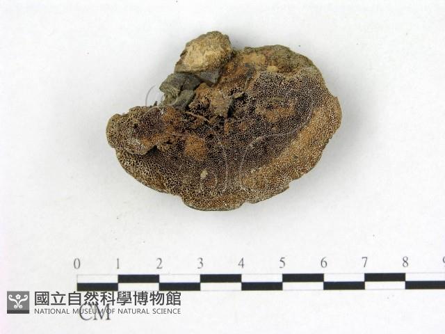 登錄號:F0012851藏品圖，第1張