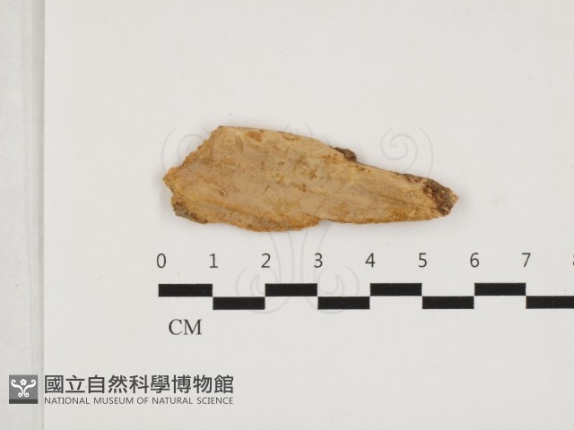 射脈菌屬藏品圖，第1張