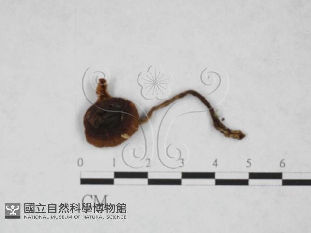 登錄號:F0027851藏品圖，第1張
