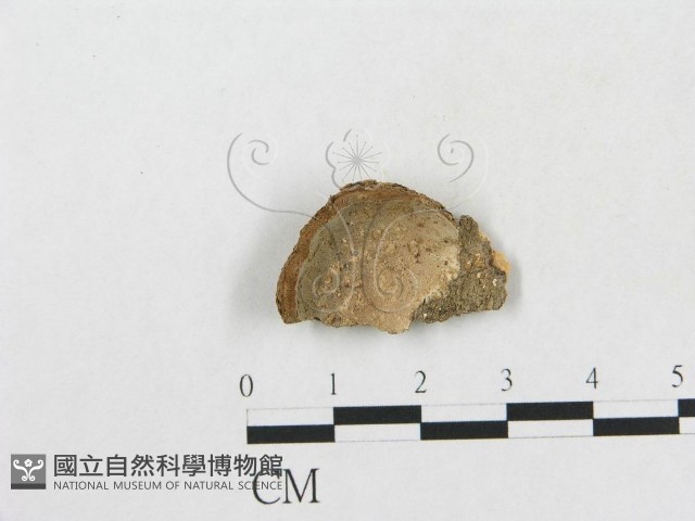 登錄號:F0007851藏品圖，第1張