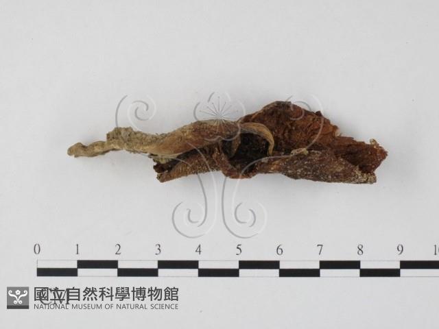 登錄號:F0025851藏品圖，第1張