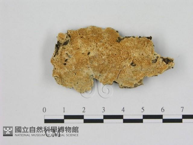 登錄號:F0005851藏品圖，第1張