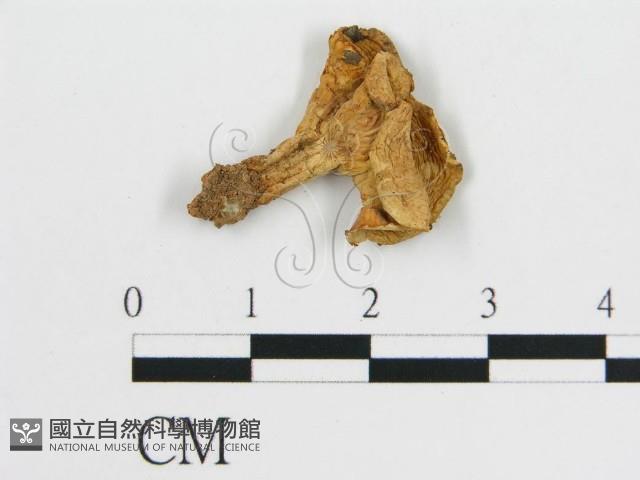 登錄號:F0015851藏品圖，第1張