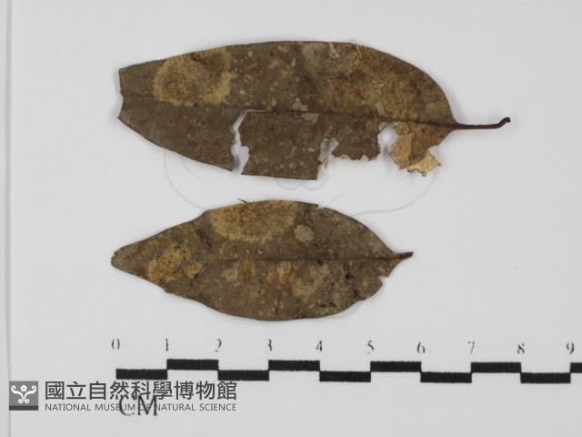 登錄號:F0009851藏品圖，第1張