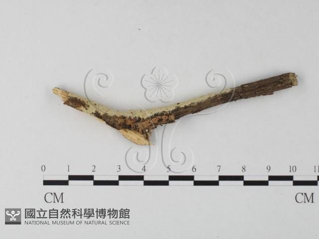 登錄號:F0023851藏品圖，第1張