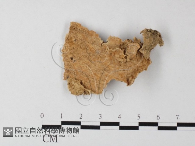 登錄號:F0003851藏品圖，第1張