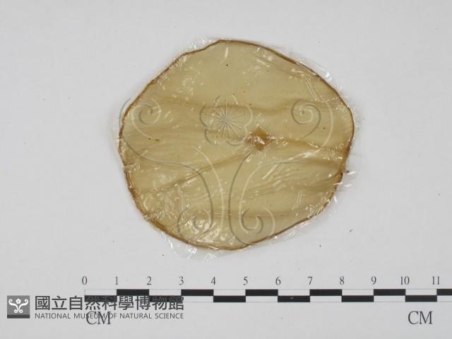 登錄號:F0013851藏品圖，第1張