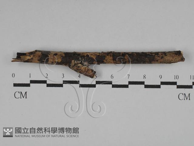 刺皮菌屬藏品圖，第1張