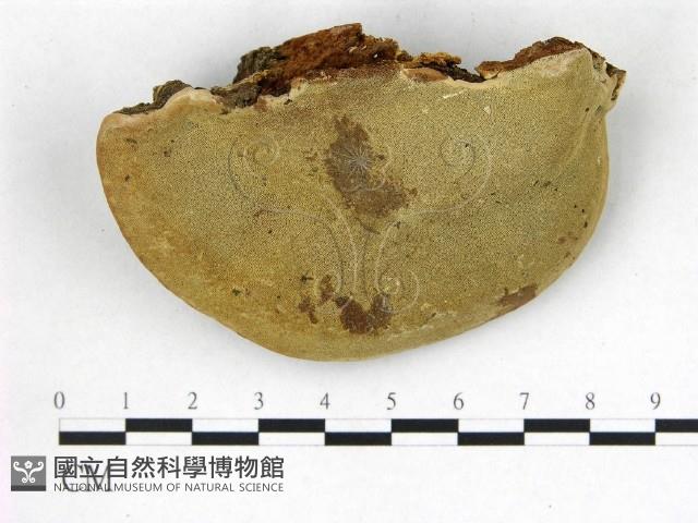 登錄號:F0020951藏品圖，第1張