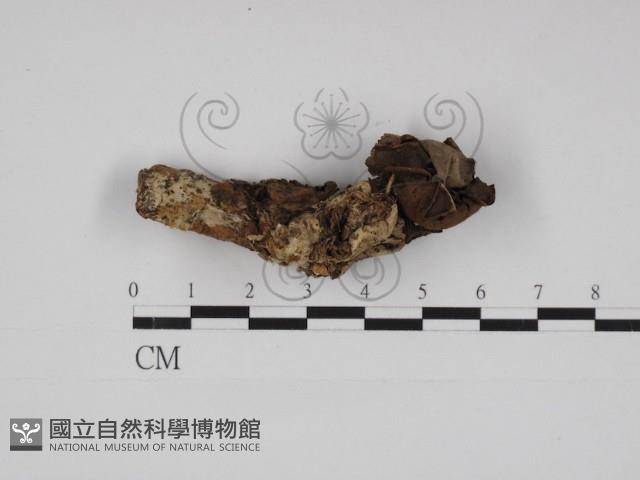 登錄號:F0030951藏品圖，第1張