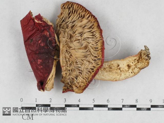 登錄號:F0026951藏品圖，第1張