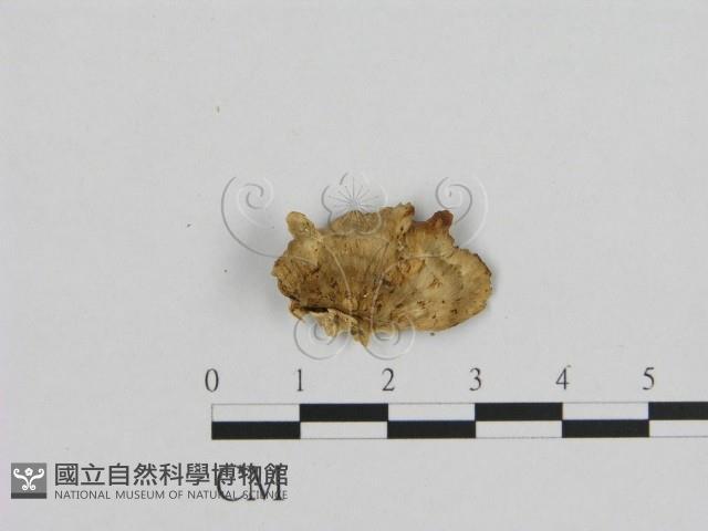 登錄號:F0006951藏品圖，第1張