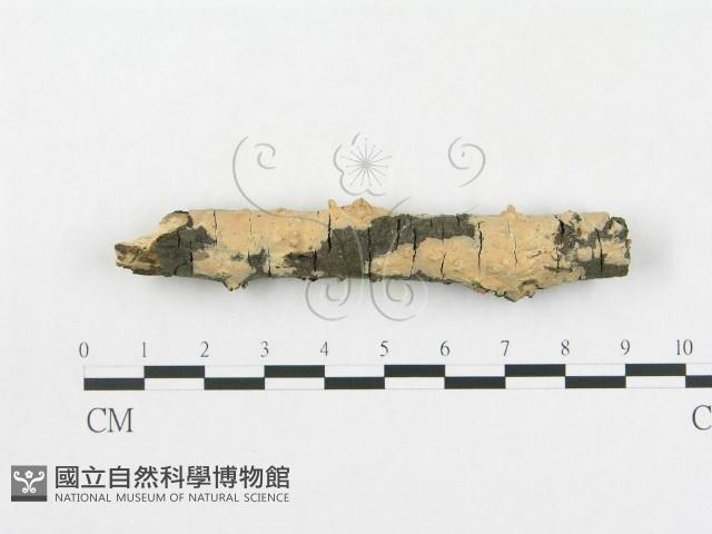 登錄號:F0016951藏品圖，第1張
