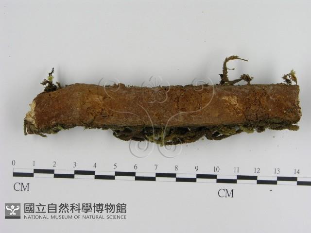 刺革菌屬藏品圖，第1張