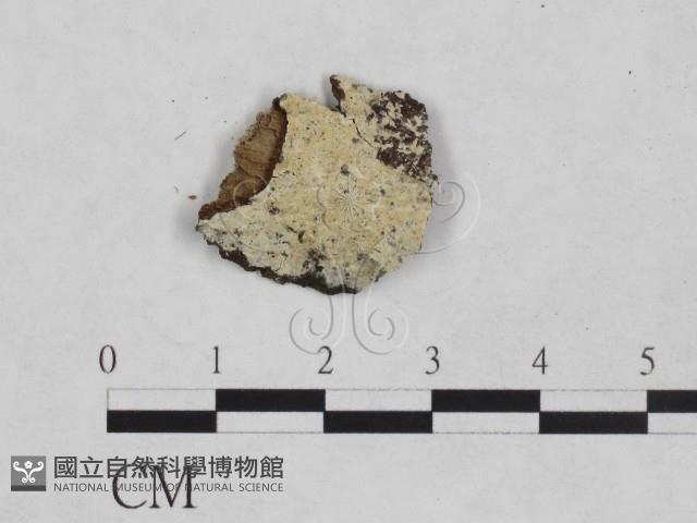 絲皮菌屬藏品圖，第1張