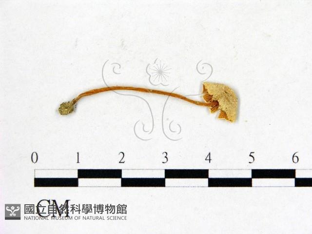 登錄號:F0004951藏品圖，第1張