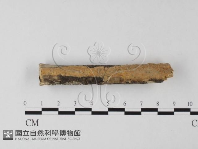 登錄號:F0014951藏品圖，第1張