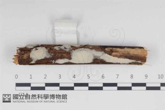 登錄號:F0034951藏品圖，第1張