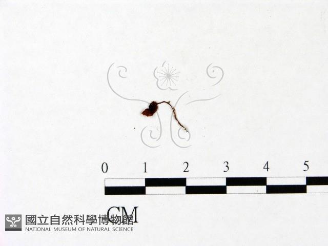 小菇屬藏品圖，第1張