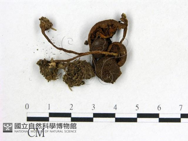登錄號:F0012951藏品圖，第1張