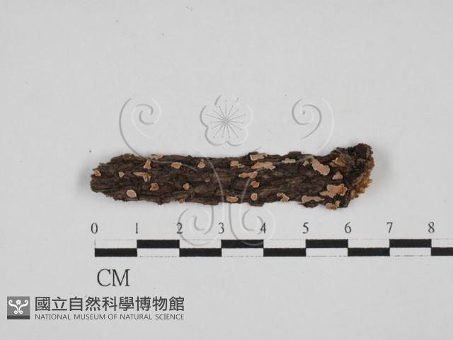 盤革菌屬藏品圖，第1張