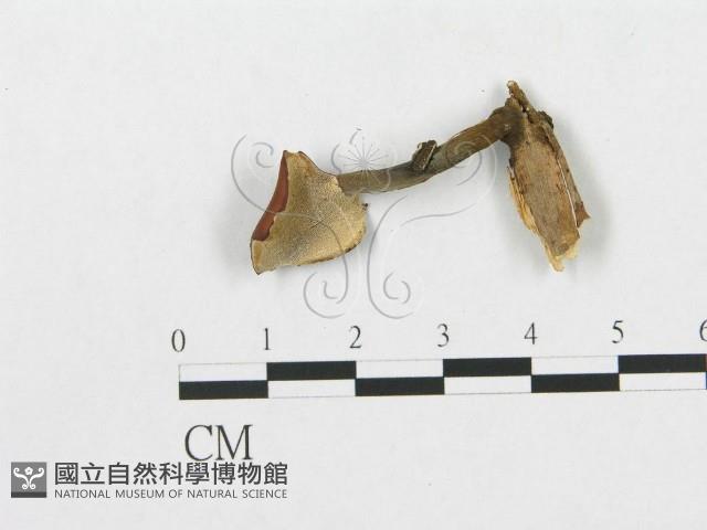 登錄號:F0007951藏品圖，第1張