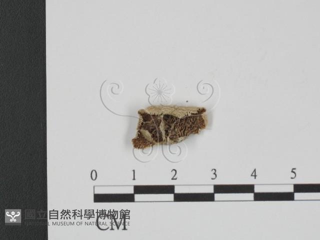 附毛菌屬藏品圖，第1張