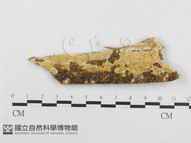 登錄號:F0005951藏品圖，第1張