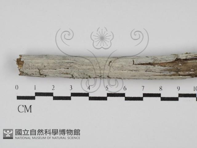 登錄號:F0029951藏品圖，第1張