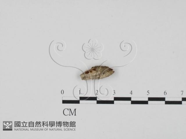 登錄號:F0009951藏品圖，第1張