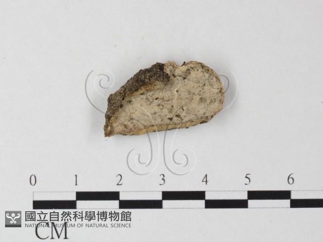 登錄號:F0023951藏品圖，第1張