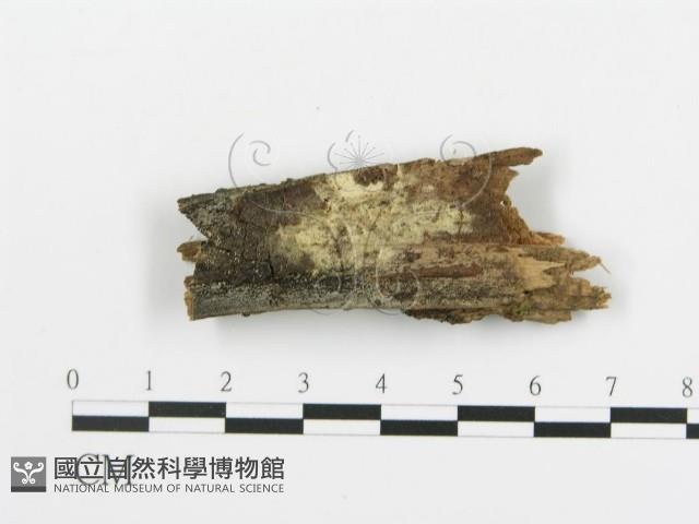 登錄號:F0003951藏品圖，第1張