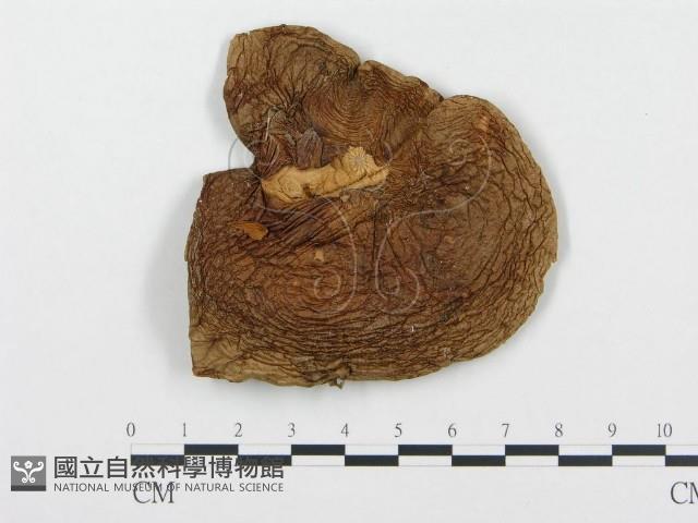 登錄號:F0013951藏品圖，第1張