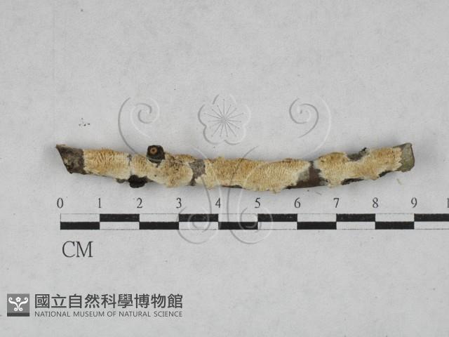 登錄號:F0028651藏品圖，第1張